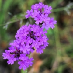 Verbena sp. (Purpletop) at Burragate, NSW - 22 Dec 2021 by KylieWaldon