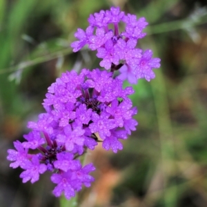 Verbena sp. at Burragate, NSW - 22 Dec 2021 08:41 AM