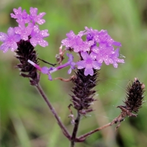 Verbena sp. at Burragate, NSW - 22 Dec 2021 08:41 AM