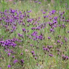 Verbena sp. at Burragate, NSW - 22 Dec 2021 08:41 AM