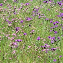 Verbena sp. at Burragate, NSW - 22 Dec 2021 08:41 AM