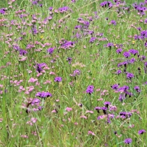 Verbena sp. at Burragate, NSW - 22 Dec 2021 08:41 AM