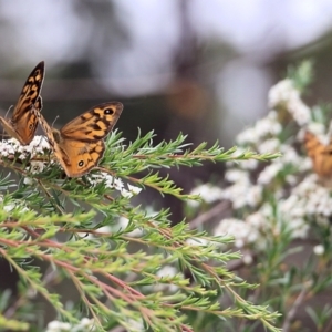 Heteronympha merope at Burragate, NSW - 22 Dec 2021