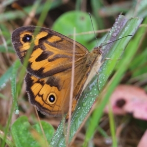 Heteronympha merope at Burragate, NSW - 22 Dec 2021