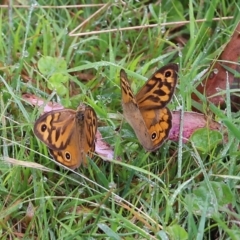 Heteronympha merope at Burragate, NSW - 22 Dec 2021