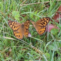 Heteronympha merope at Burragate, NSW - 22 Dec 2021