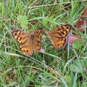 Heteronympha merope at Burragate, NSW - 22 Dec 2021