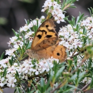 Heteronympha merope at Burragate, NSW - 22 Dec 2021