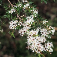 Leptospermum (genus) (Tea Tree) at Burragate, NSW - 22 Dec 2021 by KylieWaldon