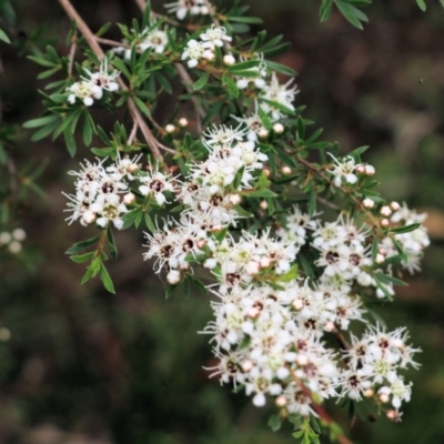 Leptospermum sp. (Tea Tree) at Burragate, NSW - 22 Dec 2021 by KylieWaldon