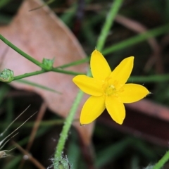 Hypoxis sp. at Burragate, NSW - 21 Dec 2021 by KylieWaldon