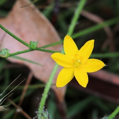 Hypoxis (genus) at Burragate, NSW - 22 Dec 2021 by KylieWaldon