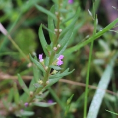 Lythrum hyssopifolia (Small Loosestrife) at Burragate, NSW - 21 Dec 2021 by KylieWaldon