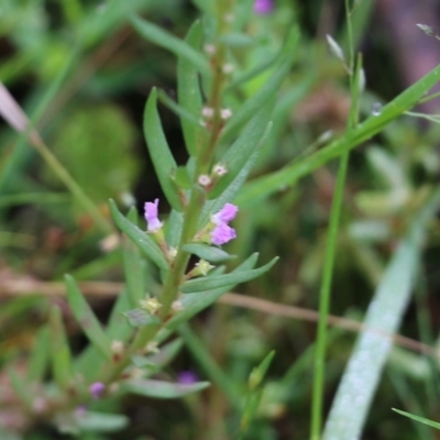 Lythrum hyssopifolia (Small Loosestrife) at Burragate, NSW - 21 Dec 2021 by KylieWaldon