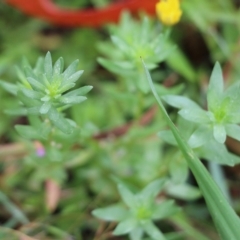 Lythrum hyssopifolia at Burragate, NSW - 22 Dec 2021