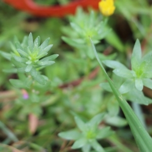 Lythrum hyssopifolia at Burragate, NSW - 22 Dec 2021