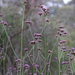 Verbena sp. (Purpletop) at Burragate, NSW - 21 Dec 2021 by KylieWaldon