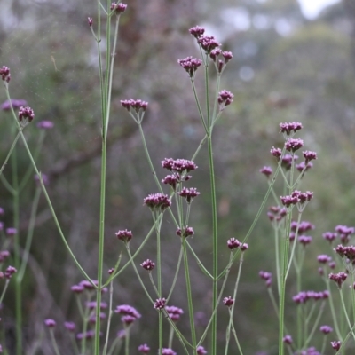 Verbena sp. (Purpletop) at Burragate, NSW - 21 Dec 2021 by KylieWaldon