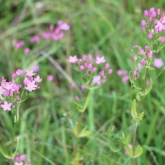 Centaurium erythraea (Common Centaury) at Burragate, NSW - 22 Dec 2021 by KylieWaldon