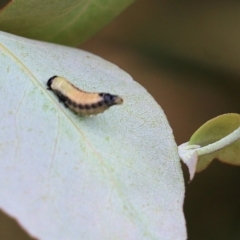 Paropsis atomaria (Eucalyptus leaf beetle) at Burragate, NSW - 22 Dec 2021 by KylieWaldon