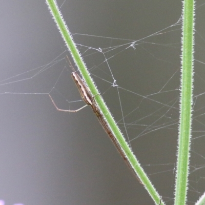 Tetragnathidae (family) (Long-jawed orb weavers) at Burragate, NSW - 22 Dec 2021 by KylieWaldon