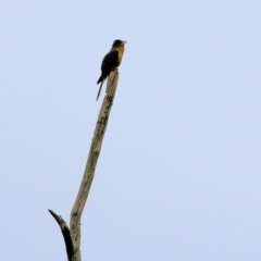 Cacomantis flabelliformis (Fan-tailed Cuckoo) at Burragate, NSW - 22 Dec 2021 by KylieWaldon