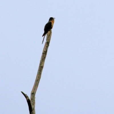 Cacomantis flabelliformis (Fan-tailed Cuckoo) at Burragate, NSW - 22 Dec 2021 by KylieWaldon