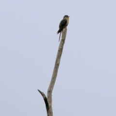 Cacomantis flabelliformis at Burragate, NSW - 22 Dec 2021 09:09 AM