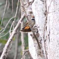 Rhipidura rufifrons (Rufous Fantail) at Burragate, NSW - 22 Dec 2021 by KylieWaldon