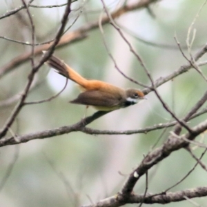 Rhipidura rufifrons at Burragate, NSW - 22 Dec 2021