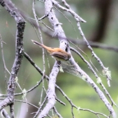 Rhipidura rufifrons at Burragate, NSW - 22 Dec 2021