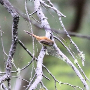 Rhipidura rufifrons at Burragate, NSW - 22 Dec 2021