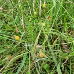 Rutidosis leptorhynchoides (Button Wrinklewort) at Blue Gum Point to Attunga Bay - 26 Dec 2021 by jpittock