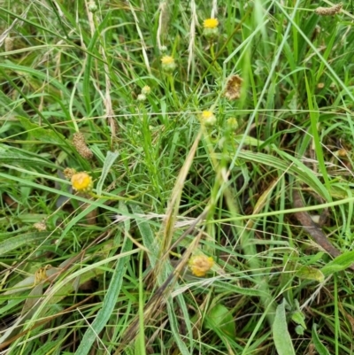 Rutidosis leptorhynchoides (Button Wrinklewort) at Yarralumla, ACT - 26 Dec 2021 by jpittock