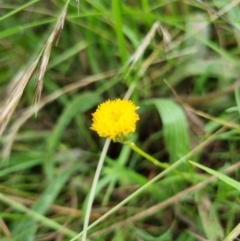 Rutidosis leptorhynchoides at Yarralumla, ACT - 27 Dec 2021