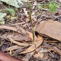 Oligochaetochilus boormanii (Sikhs whiskers, Boorroans Green-hood) at Kosciuszko National Park - 6 Nov 2021 by jpittock