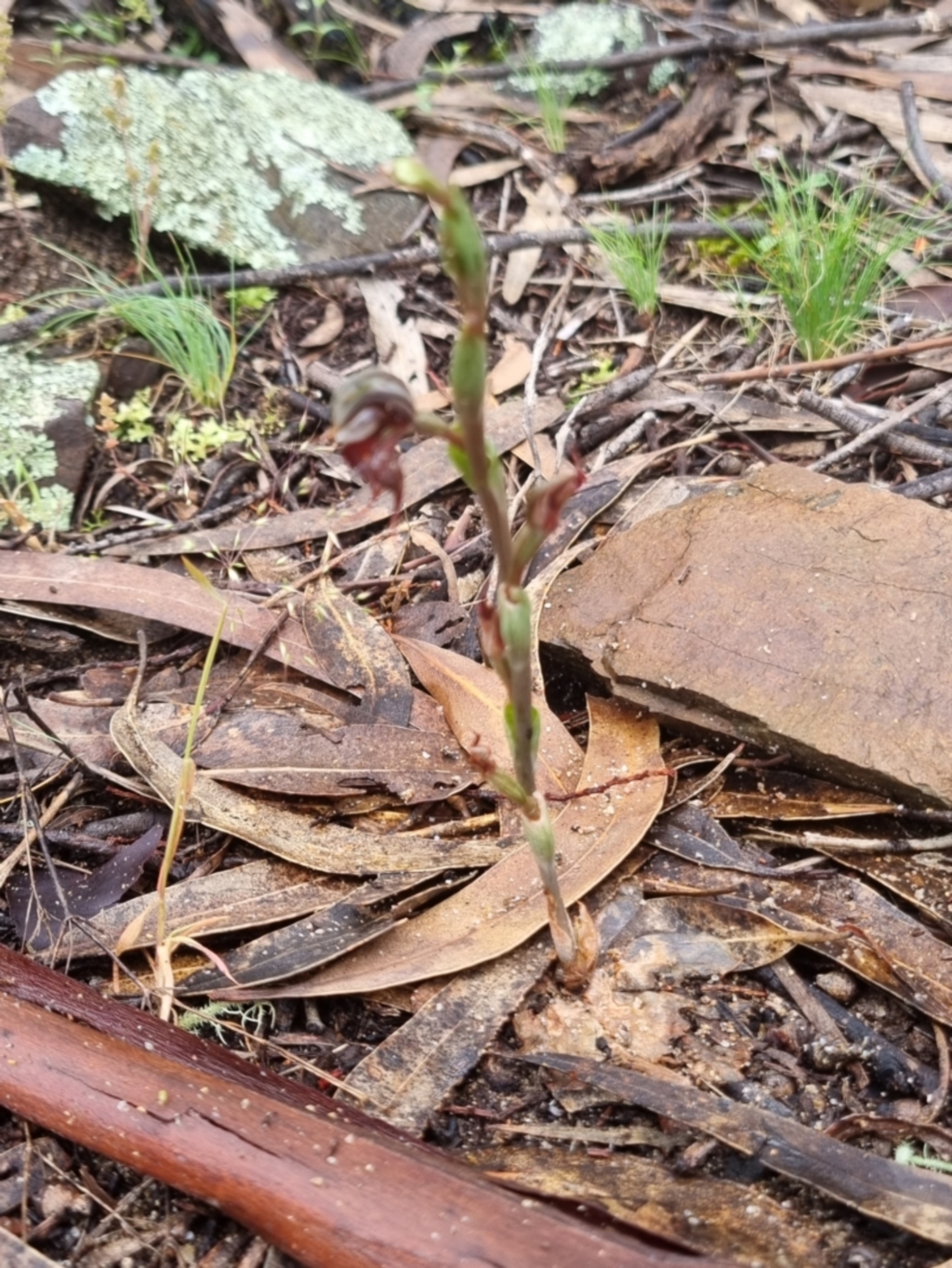 Oligochaetochilus boormanii at Jimenbuen, NSW - 7 Nov 2021