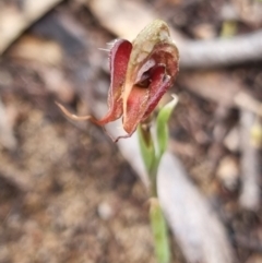 Oligochaetochilus boormanii at Jimenbuen, NSW - 7 Nov 2021