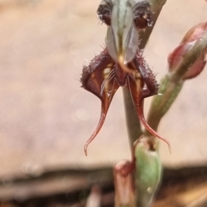 Oligochaetochilus boormanii at Jimenbuen, NSW - 7 Nov 2021