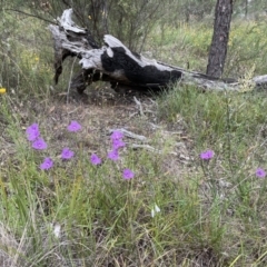 Thysanotus tuberosus (Common Fringe-lily) at The Pinnacle - 26 Dec 2021 by John Brannan