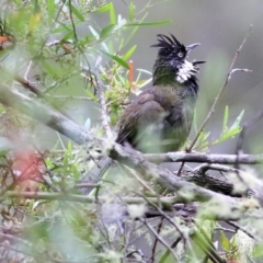 Psophodes olivaceus (Eastern Whipbird) at Burragate, NSW - 21 Dec 2021 by KylieWaldon