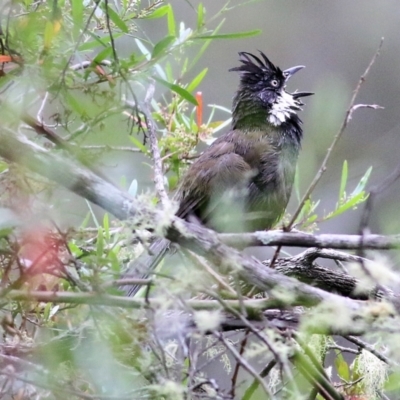 Psophodes olivaceus (Eastern Whipbird) at Burragate, NSW - 22 Dec 2021 by KylieWaldon