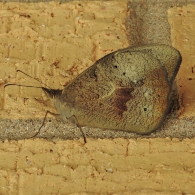 Heteronympha merope (Common Brown Butterfly) at Wanniassa, ACT - 27 Dec 2021 by JohnBundock