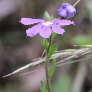 Scaevola ramosissima at Burragate, NSW - 22 Dec 2021