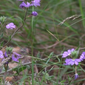 Scaevola ramosissima at Burragate, NSW - 22 Dec 2021