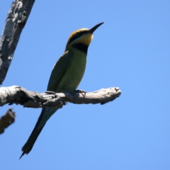 Merops ornatus (Rainbow Bee-eater) at Stromlo, ACT - 21 Dec 2021 by jb2602