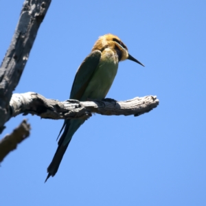 Merops ornatus at Stromlo, ACT - 21 Dec 2021 12:29 PM