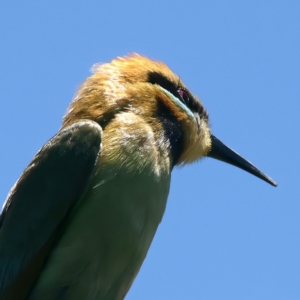 Merops ornatus at Stromlo, ACT - 21 Dec 2021