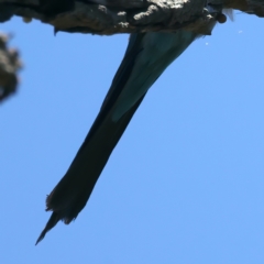 Merops ornatus at Stromlo, ACT - 21 Dec 2021 12:29 PM