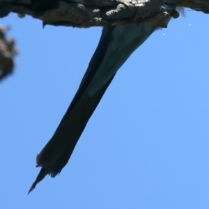 Merops ornatus at Stromlo, ACT - 21 Dec 2021